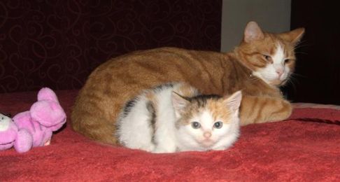 Picture of a cat / kitten / feline