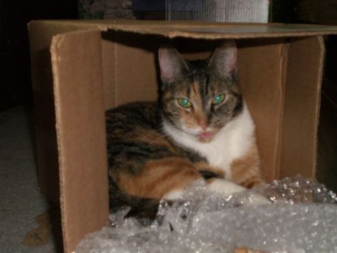 Picture of a cat / kitten / feline