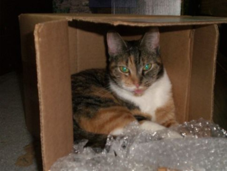 Picture of a cat / kitten / feline