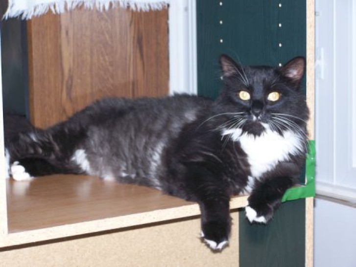 Picture of a cat / kitten / feline