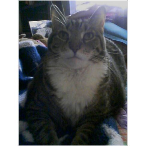 Picture of a cat / kitten / feline