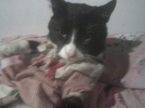 Picture of a cat / kitten / feline