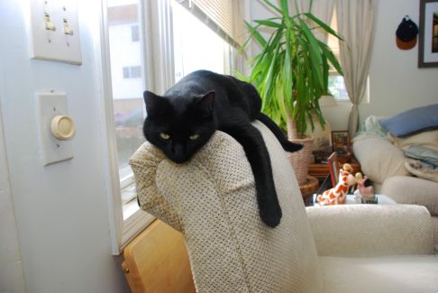 Picture of a cat / kitten / feline