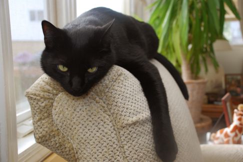 Picture of a cat / kitten / feline