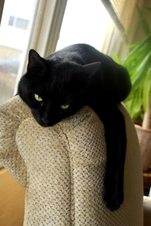 Picture of a cat / kitten / feline