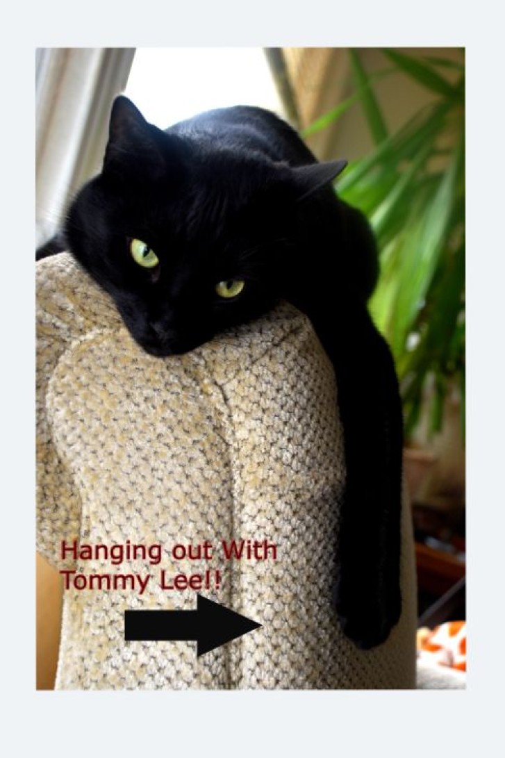 Picture of a cat / kitten / feline