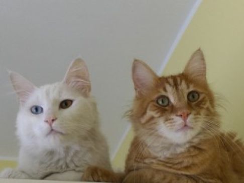 Picture of a cat / kitten / feline