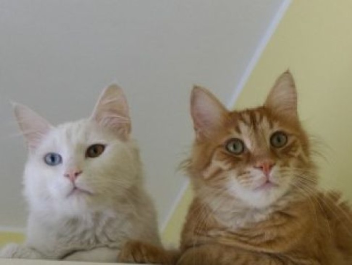 Picture of a cat / kitten / feline