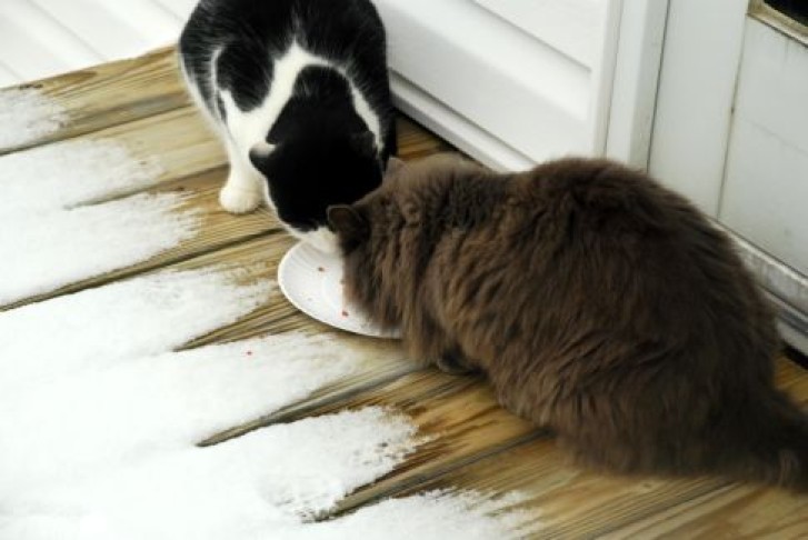 Picture of a cat / kitten / feline