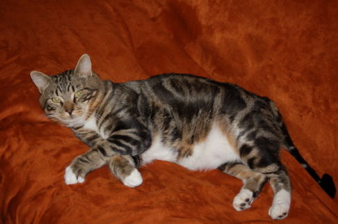 Picture of a cat / kitten / feline