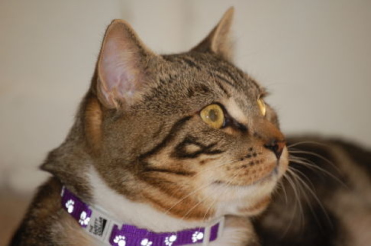 Picture of a cat / kitten / feline