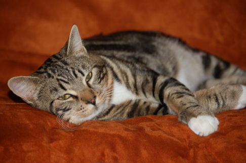 Picture of a cat / kitten / feline