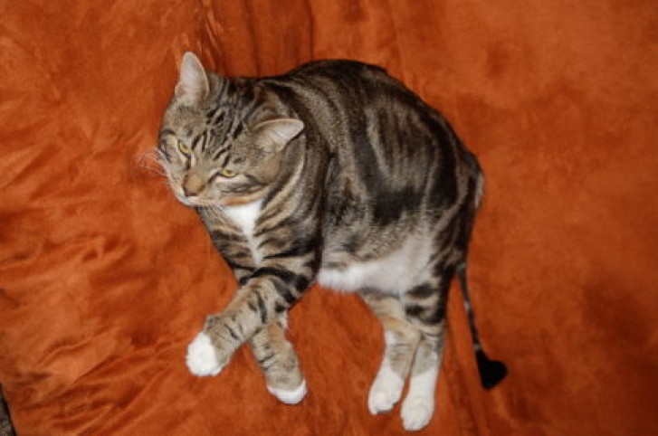 Picture of a cat / kitten / feline