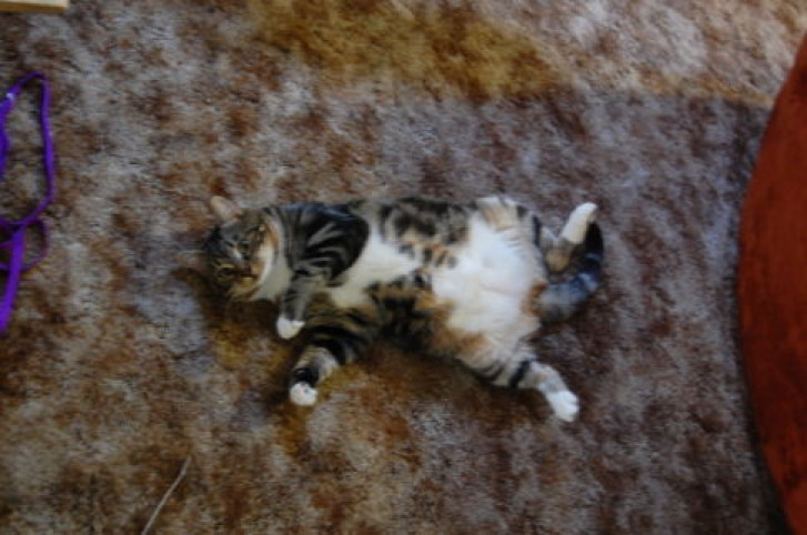 Picture of a cat / kitten / feline