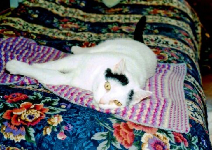 Picture of a cat / kitten / feline