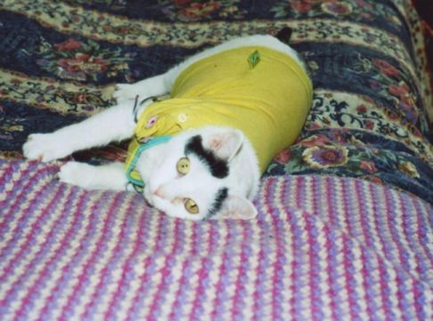 Picture of a cat / kitten / feline