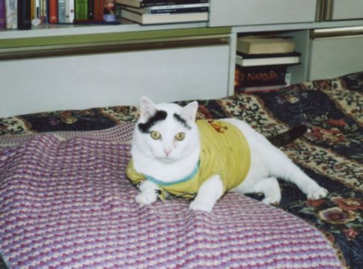 Picture of a cat / kitten / feline