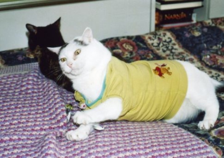 Picture of a cat / kitten / feline