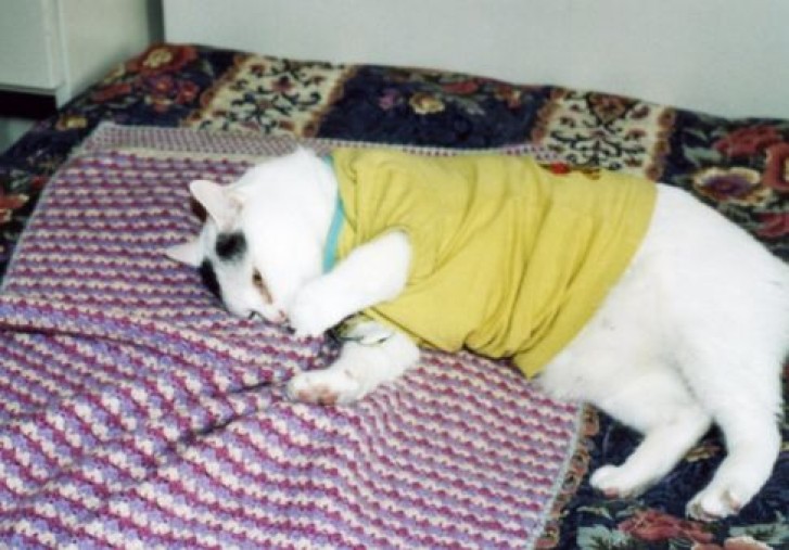 Picture of a cat / kitten / feline