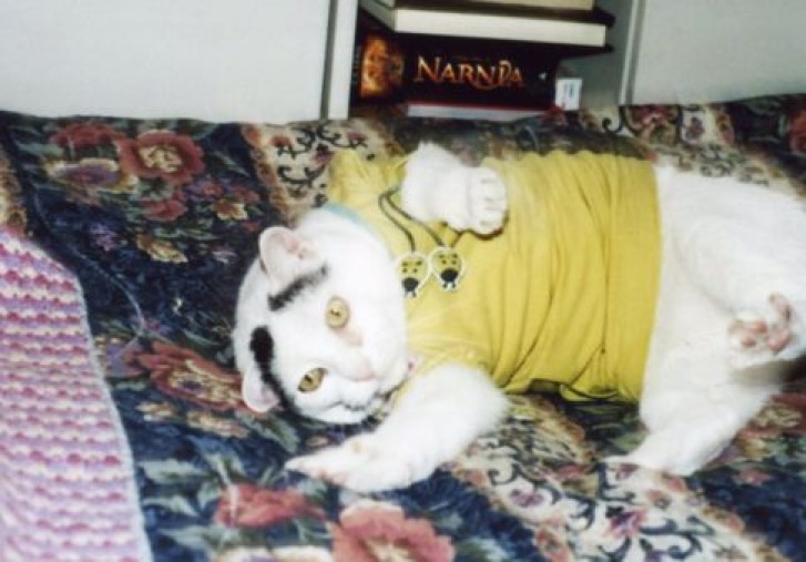 Picture of a cat / kitten / feline