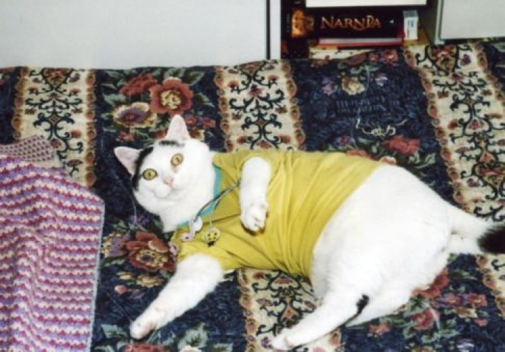 Picture of a cat / kitten / feline