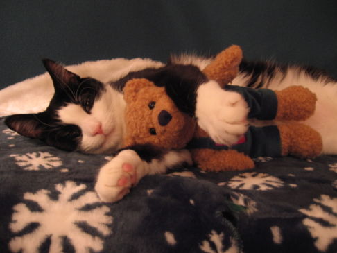 Picture of a cat / kitten / feline