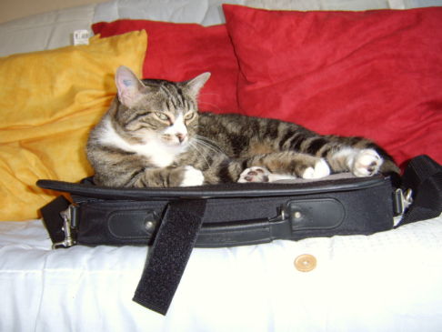 Picture of a cat / kitten / feline