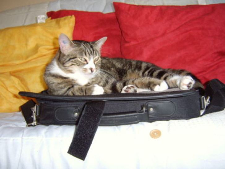 Picture of a cat / kitten / feline