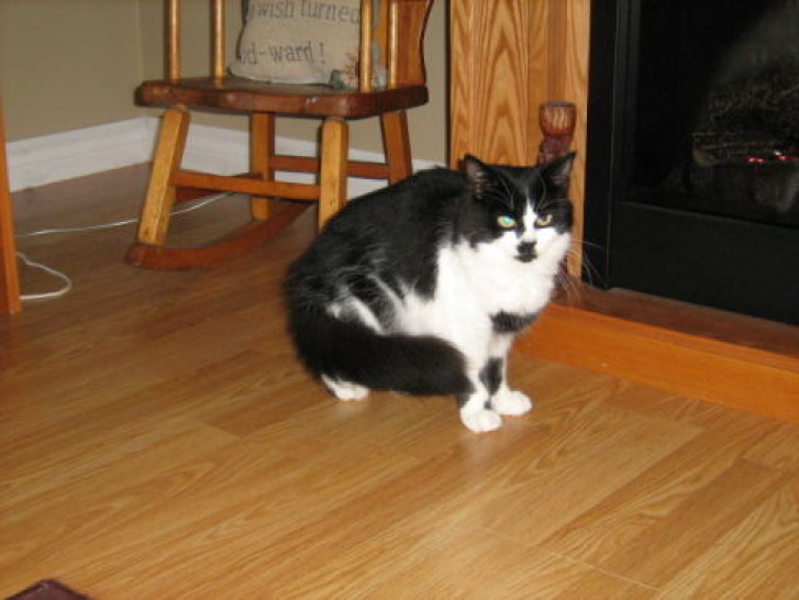 Picture of a cat / kitten / feline