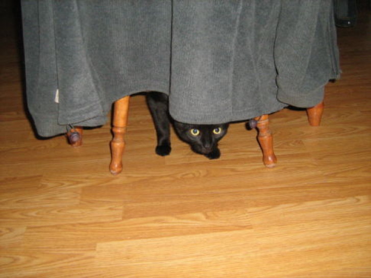 Picture of a cat / kitten / feline