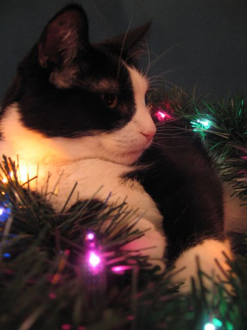 Picture of a cat / kitten / feline