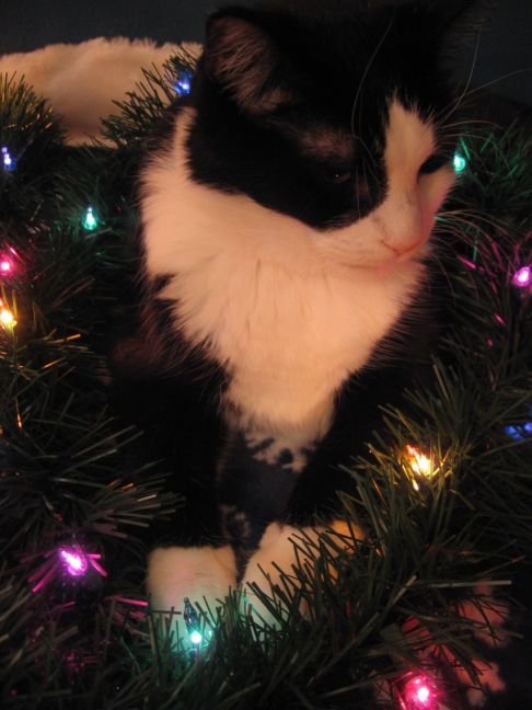 Picture of a cat / kitten / feline