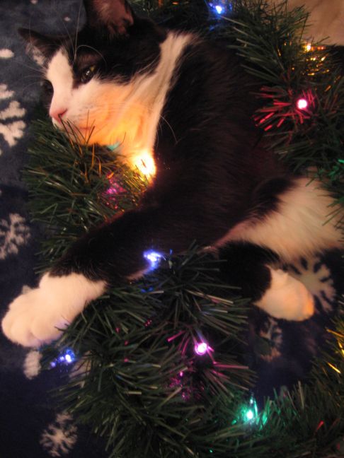 Picture of a cat / kitten / feline