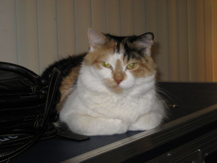 Picture of a cat / kitten / feline