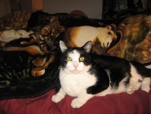 Picture of a cat / kitten / feline