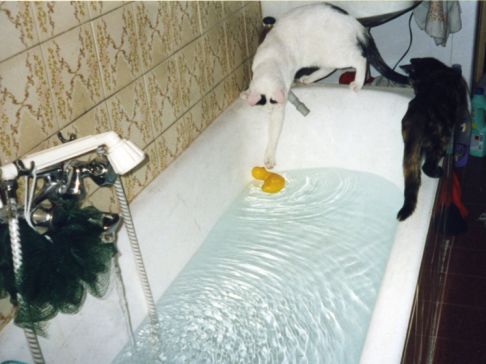 Picture of a cat / kitten / feline