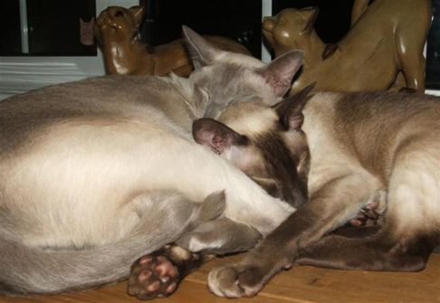 Picture of a cat / kitten / feline