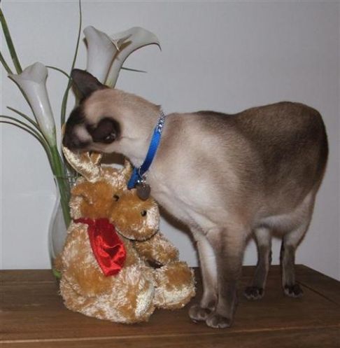 Picture of a cat / kitten / feline