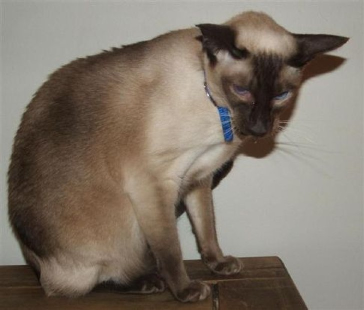 Picture of a cat / kitten / feline