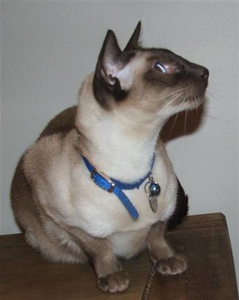 Picture of a cat / kitten / feline