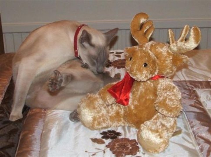 Picture of a cat / kitten / feline