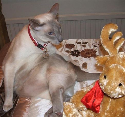 Picture of a cat / kitten / feline