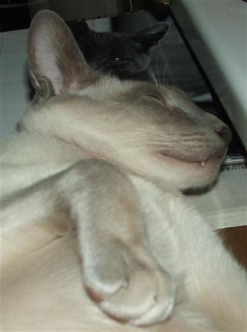 Picture of a cat / kitten / feline