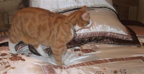 Picture of a cat / kitten / feline