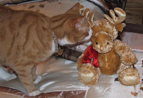 Picture of a cat / kitten / feline