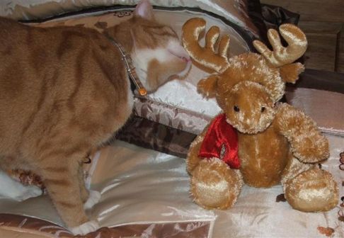 Picture of a cat / kitten / feline