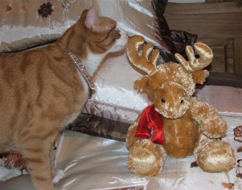 Picture of a cat / kitten / feline