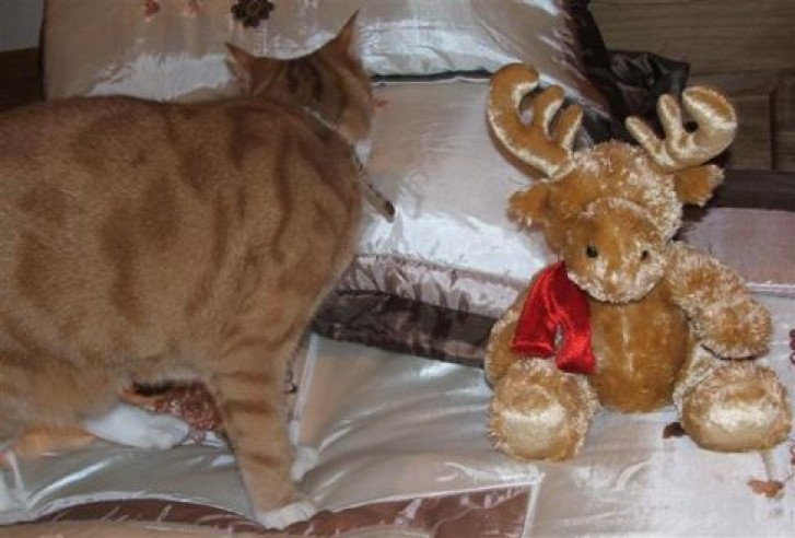 Picture of a cat / kitten / feline