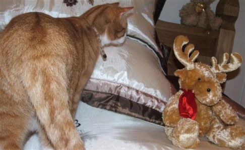 Picture of a cat / kitten / feline