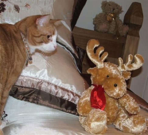 Picture of a cat / kitten / feline